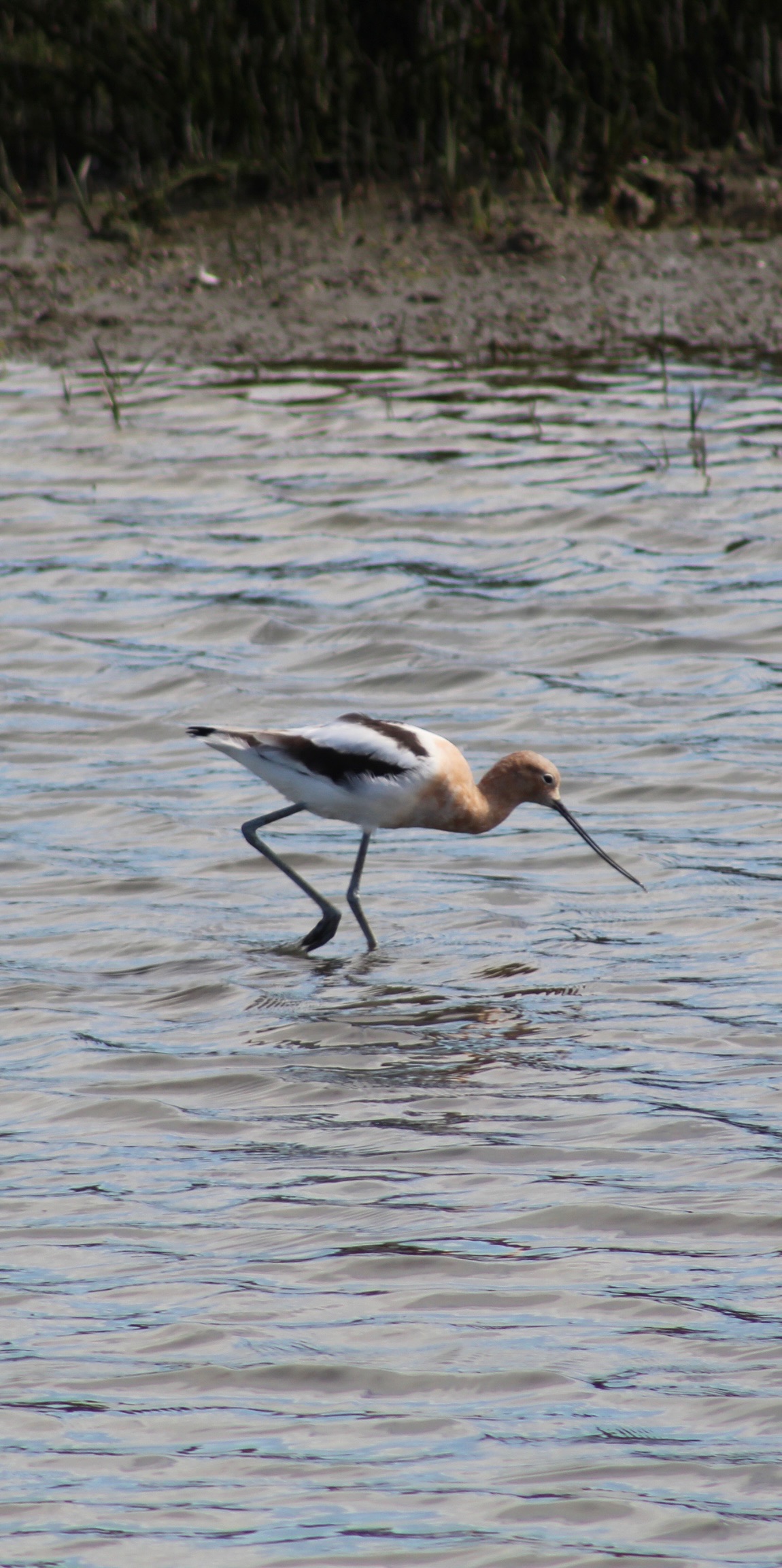American Avocet