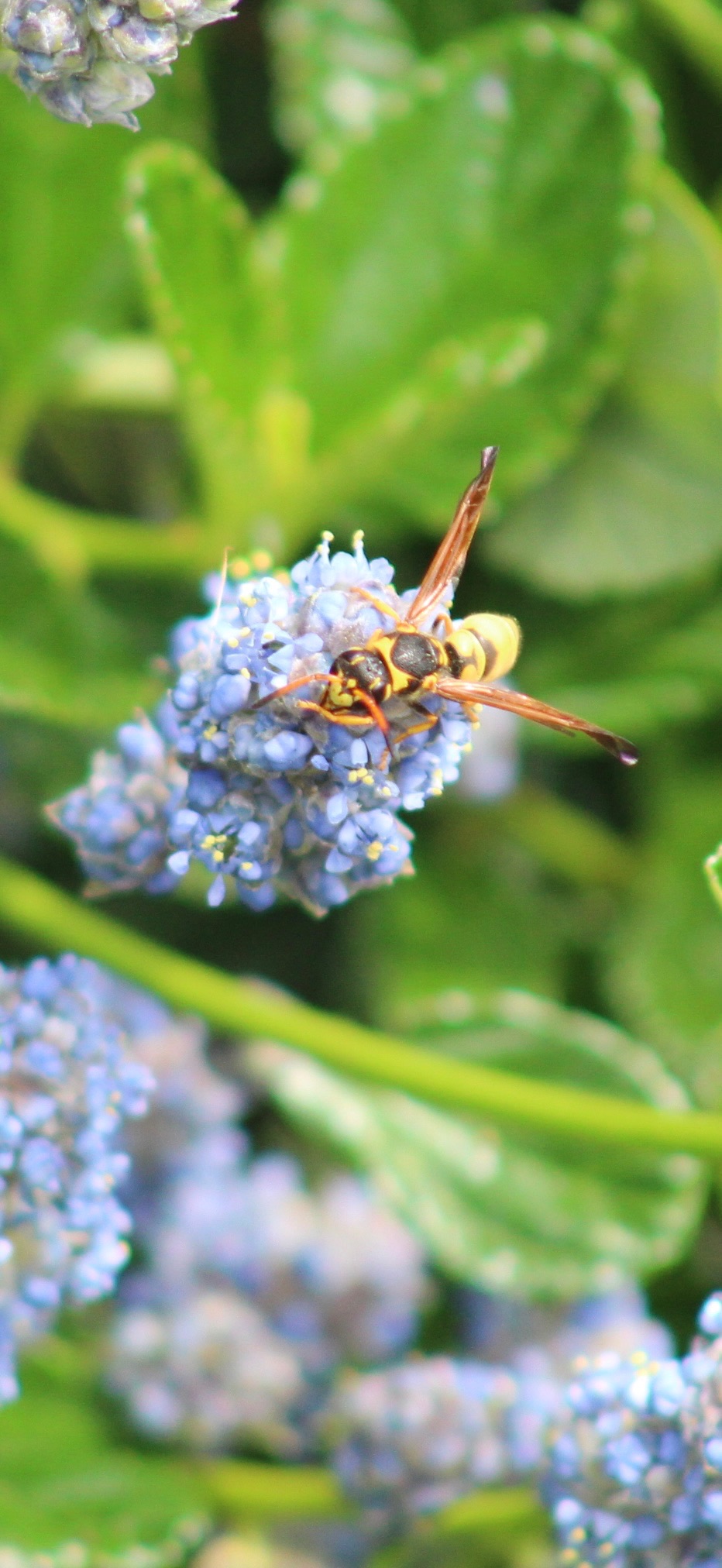 Golden Paper Wasp
