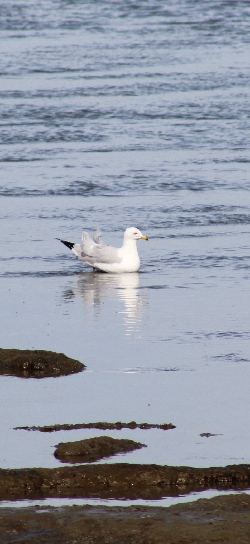 Ring Billed Gull