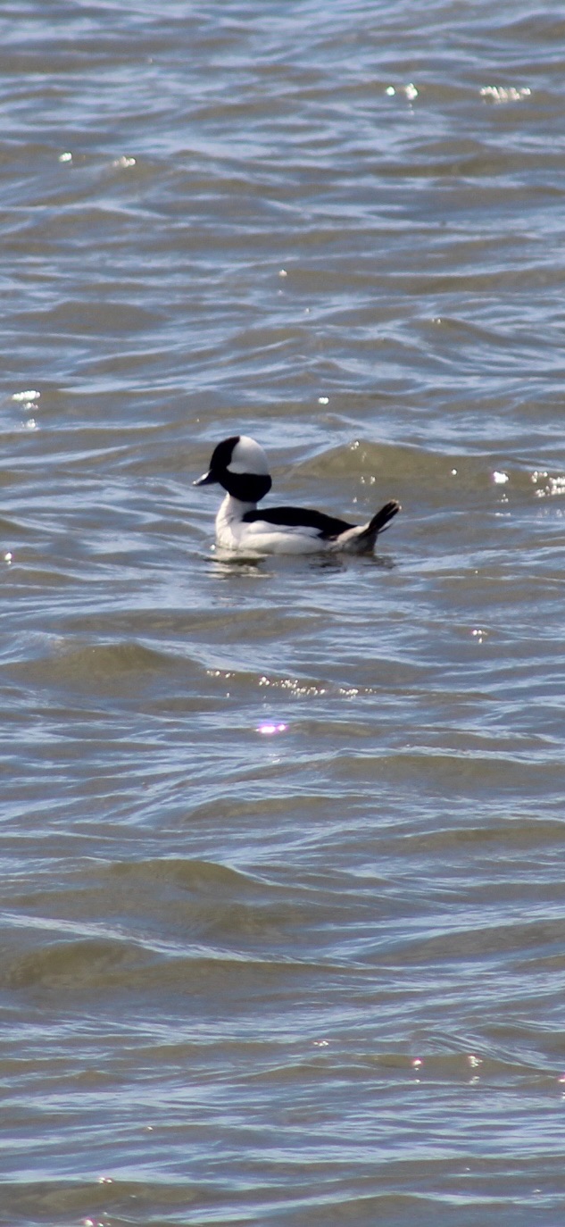 Bufflehead