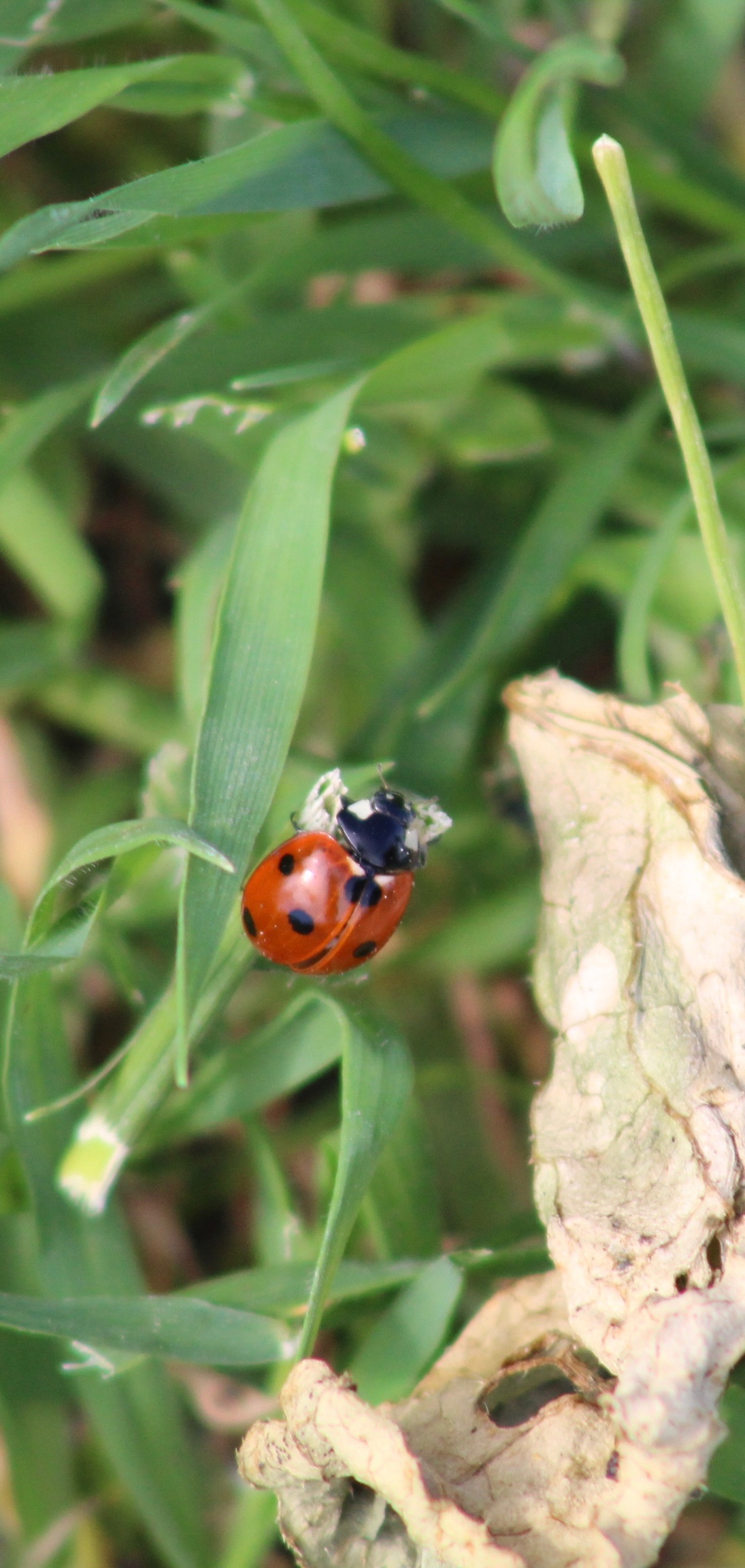 Seven Spot Ladybird