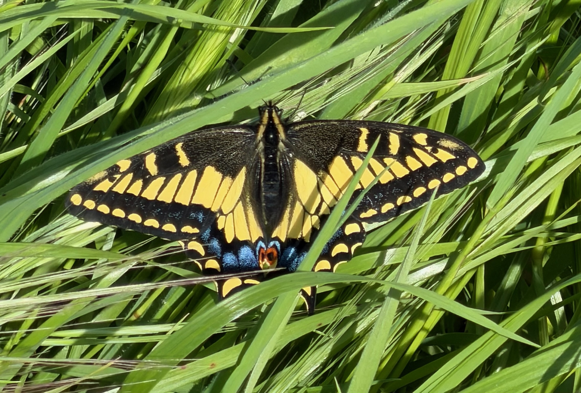 Anise Swallowtail
