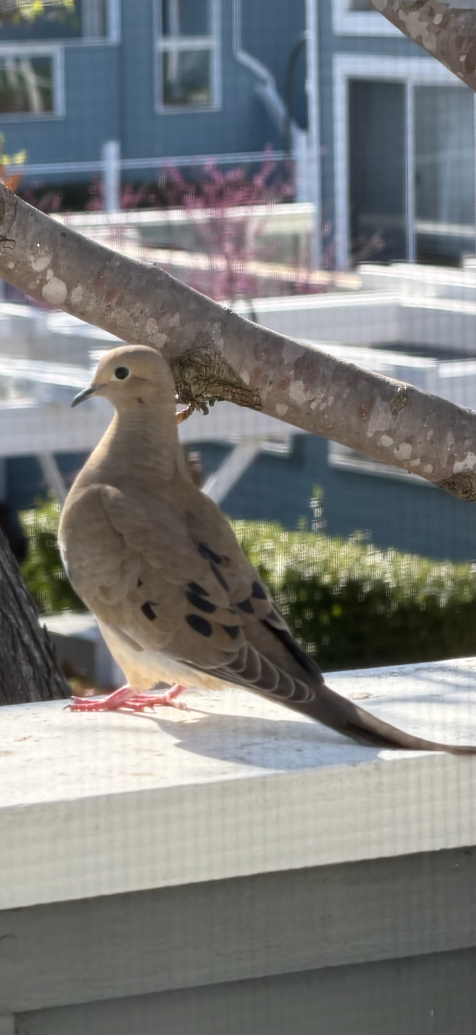 Mourning Dove