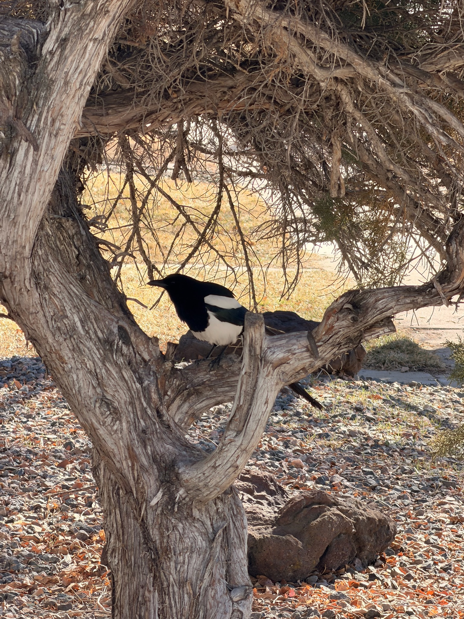 Black Billed Magpie