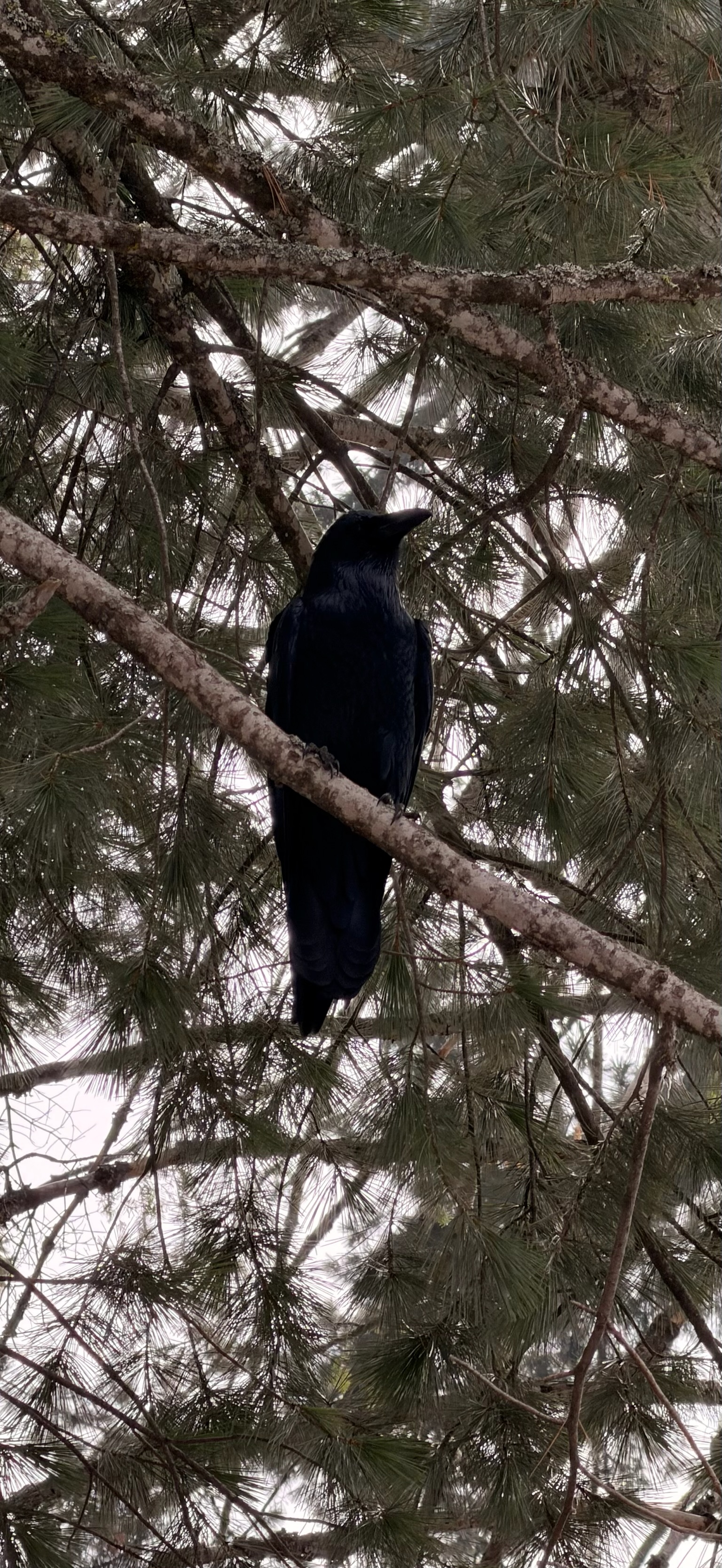 Common Raven