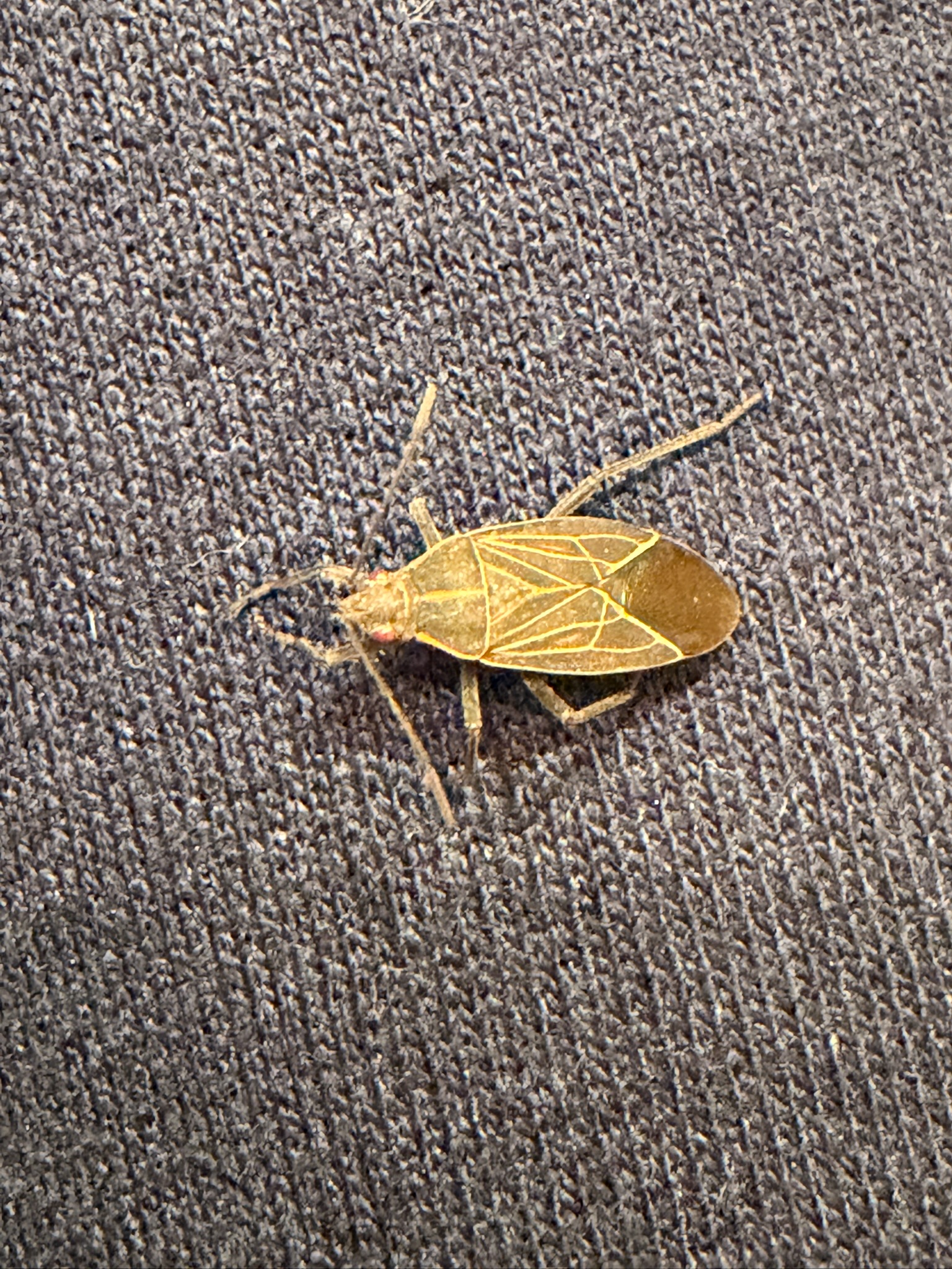Western Boxelder Bug