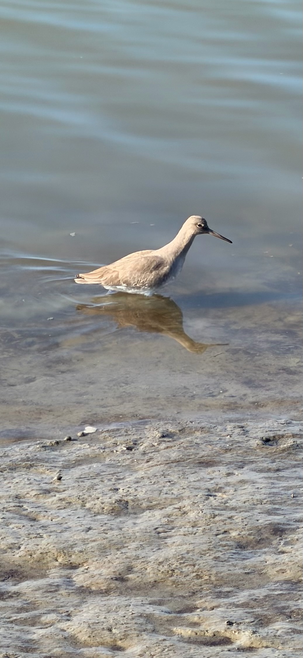 Willet