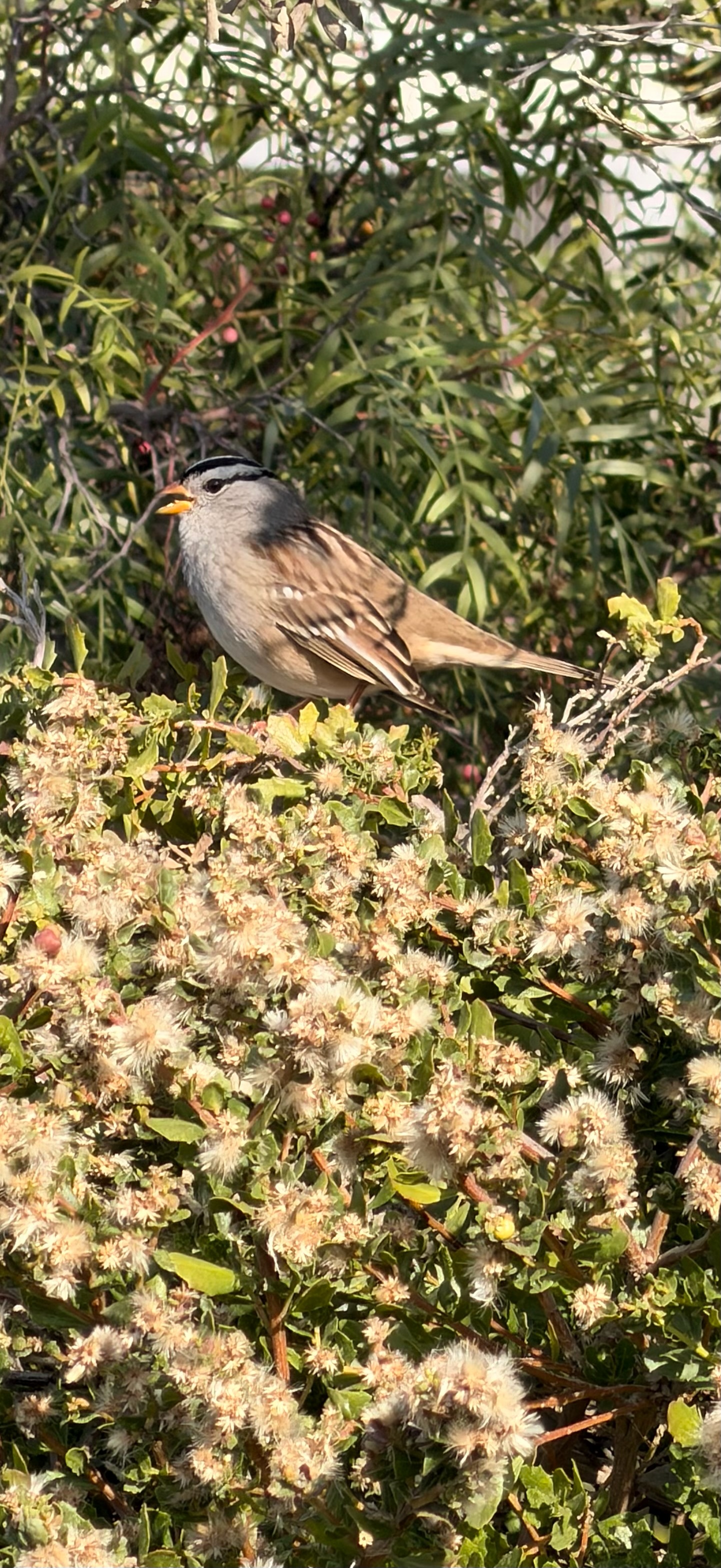 White Crowned Sparrow
