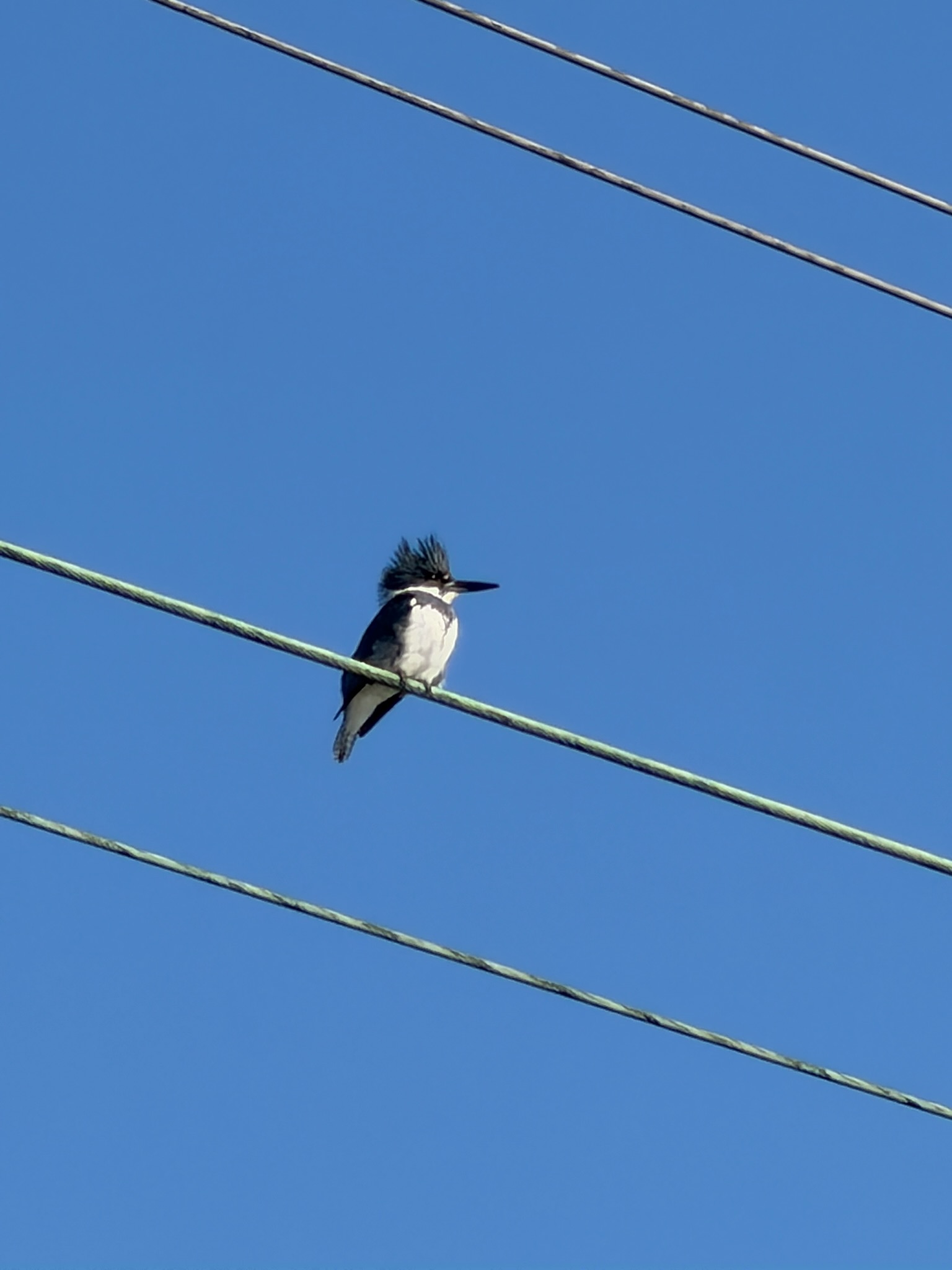Belted Kingfisher