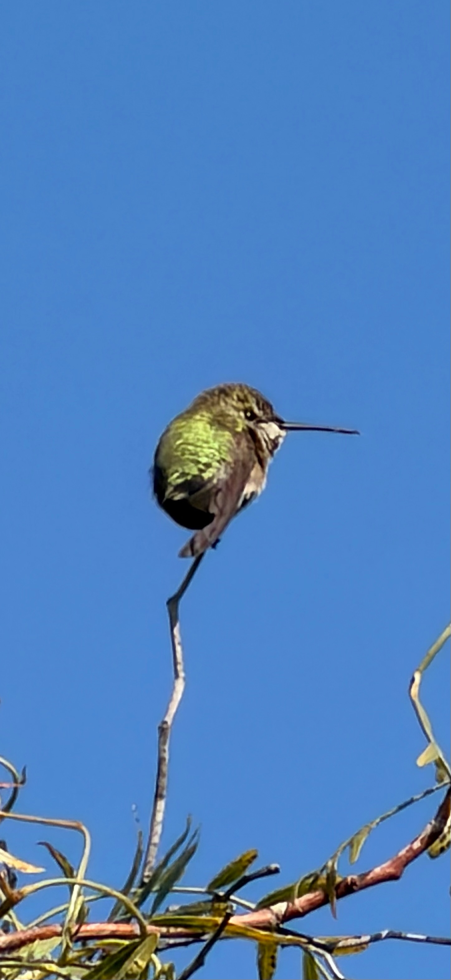 Anna s Hummingbird