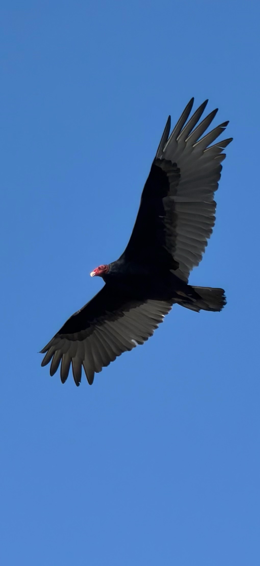 Turkey Vulture