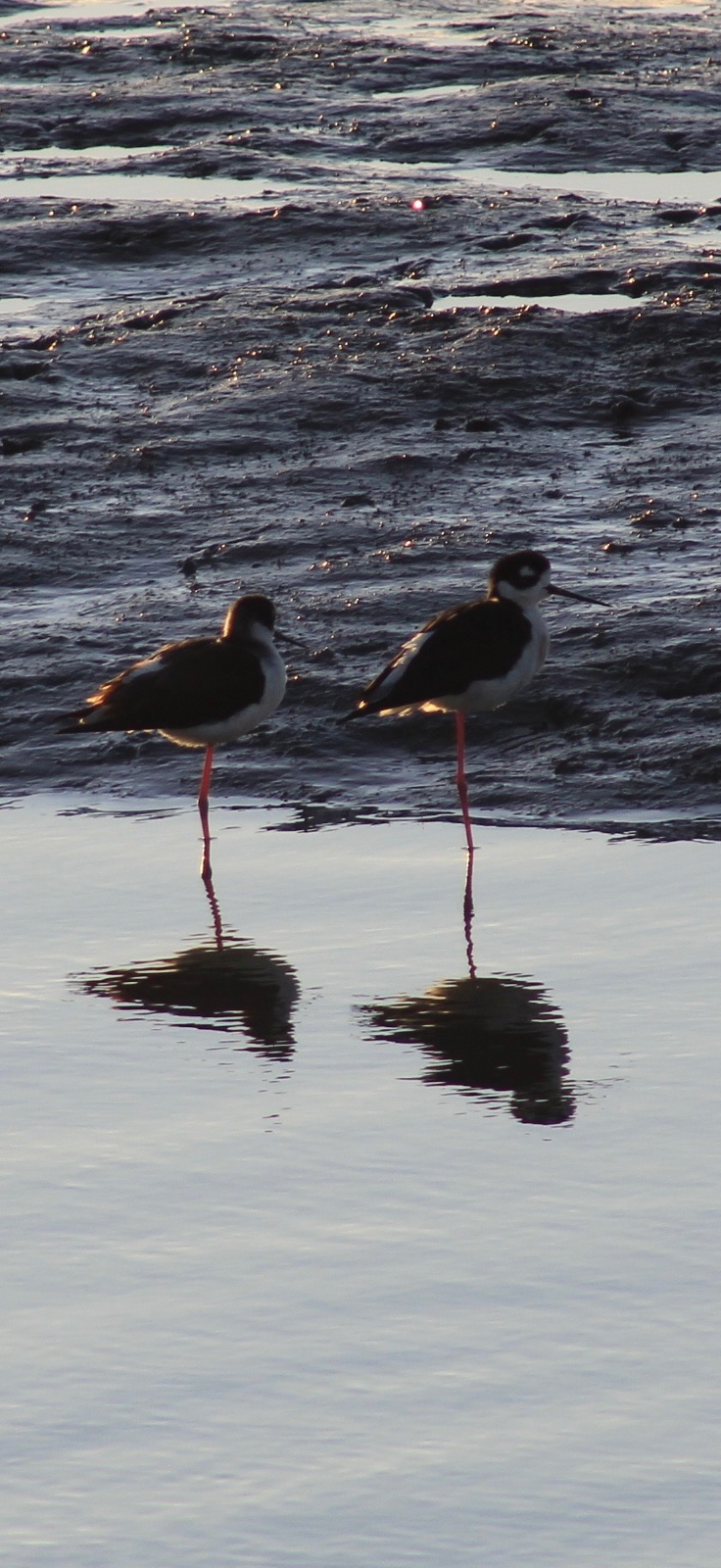 Black necked Stilt