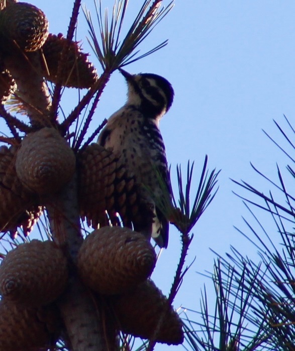 Nuttall s Woodpecker
