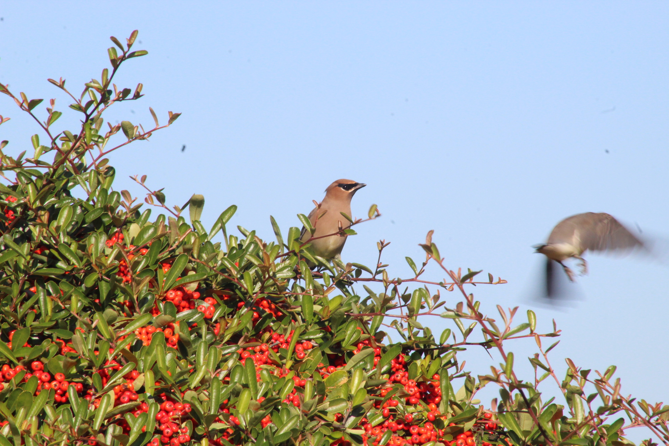 Cedar Waxwing