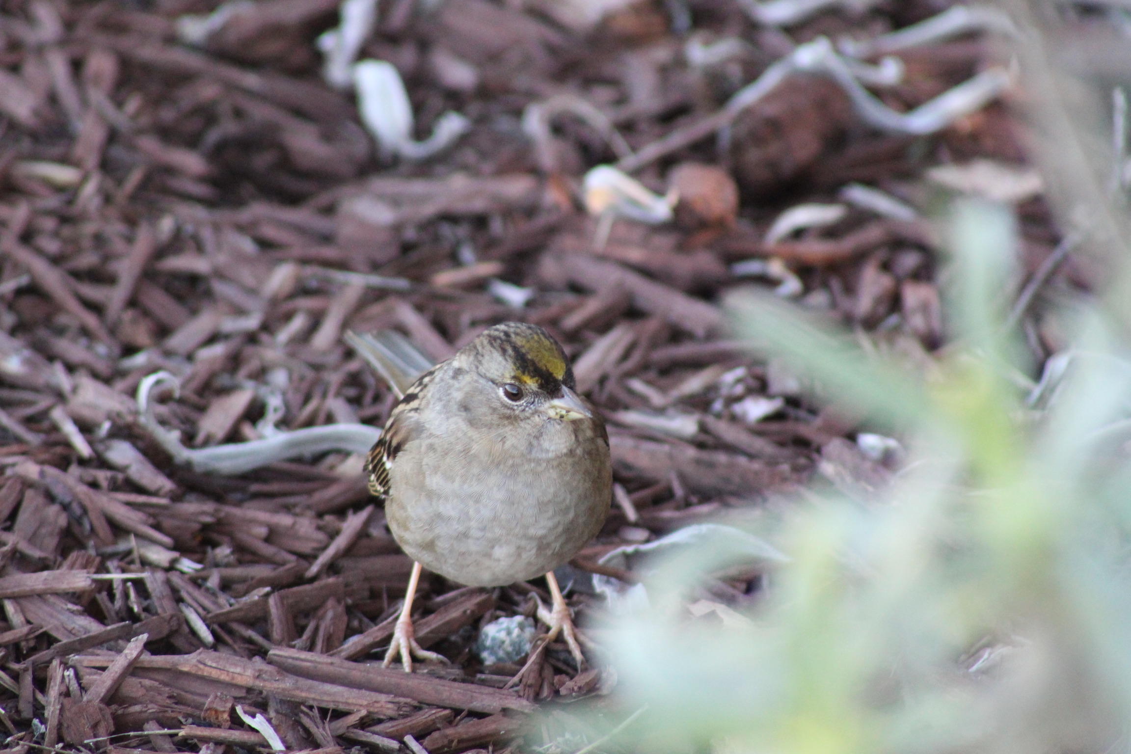 Golden crowned Sparrow