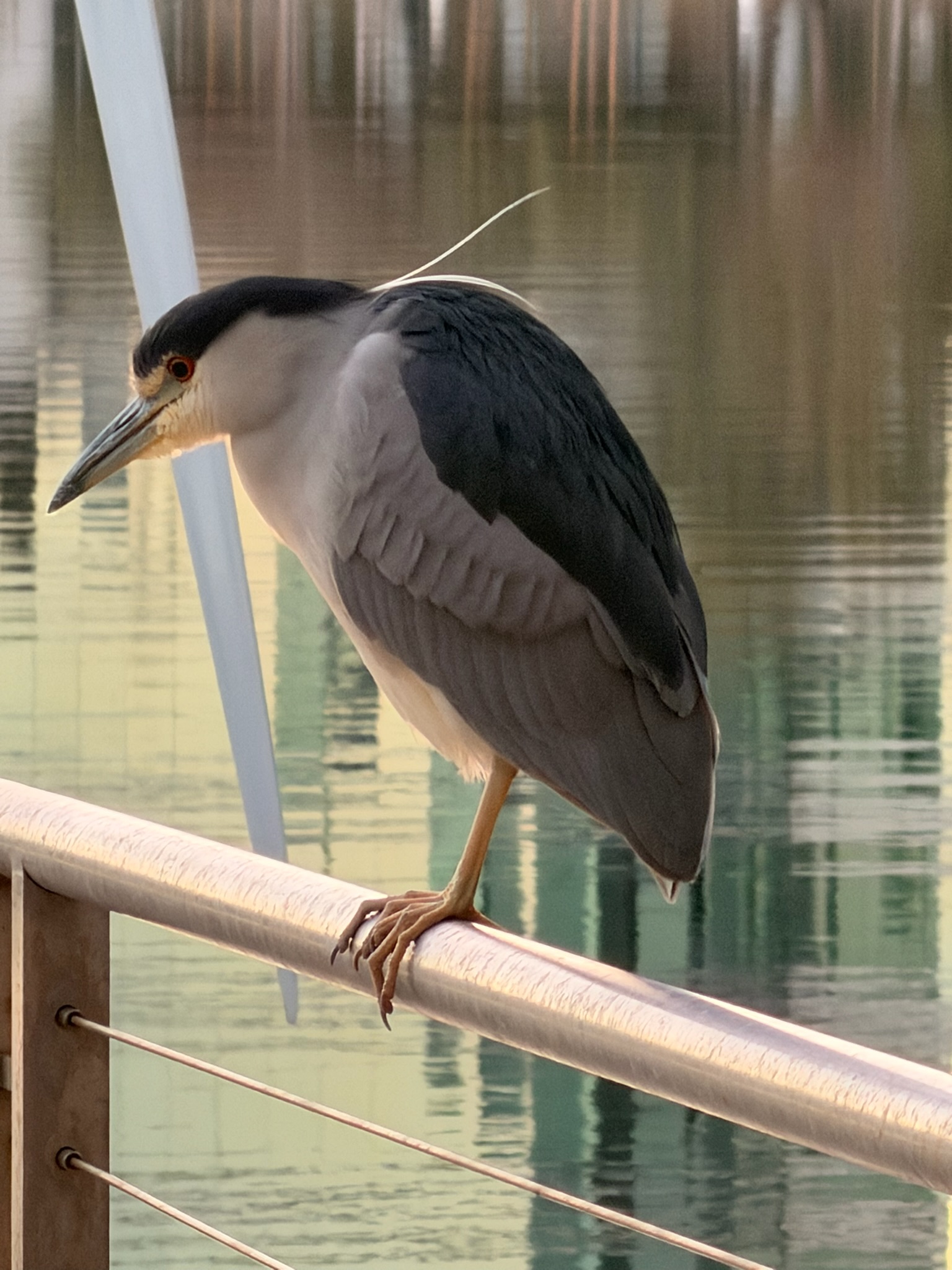 Black Crowned Night Heron