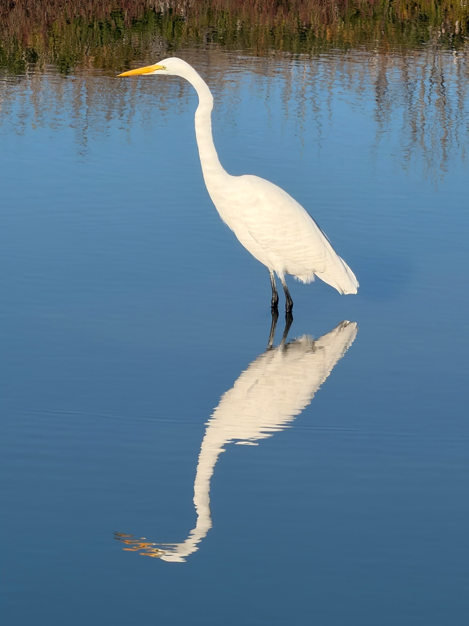 Great Egret