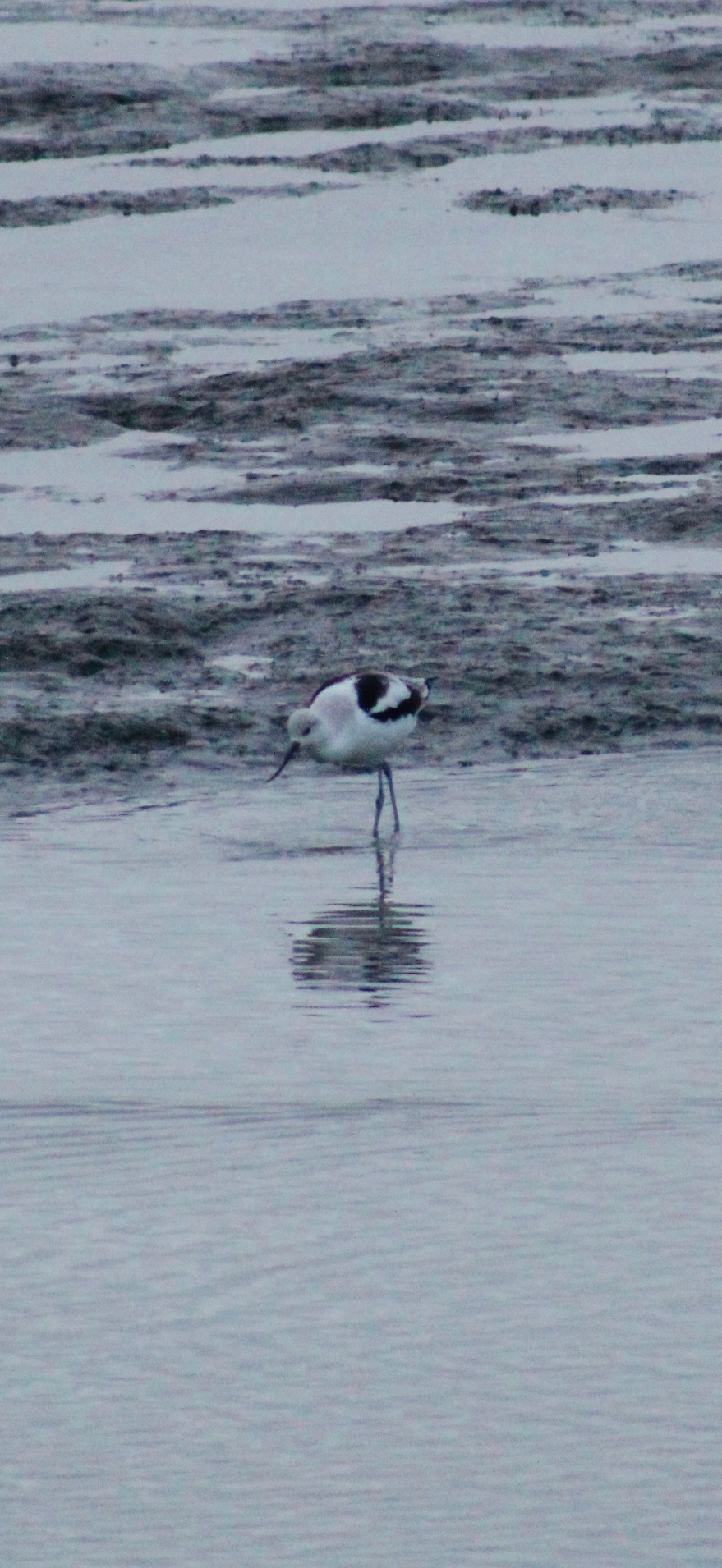 American Avocet