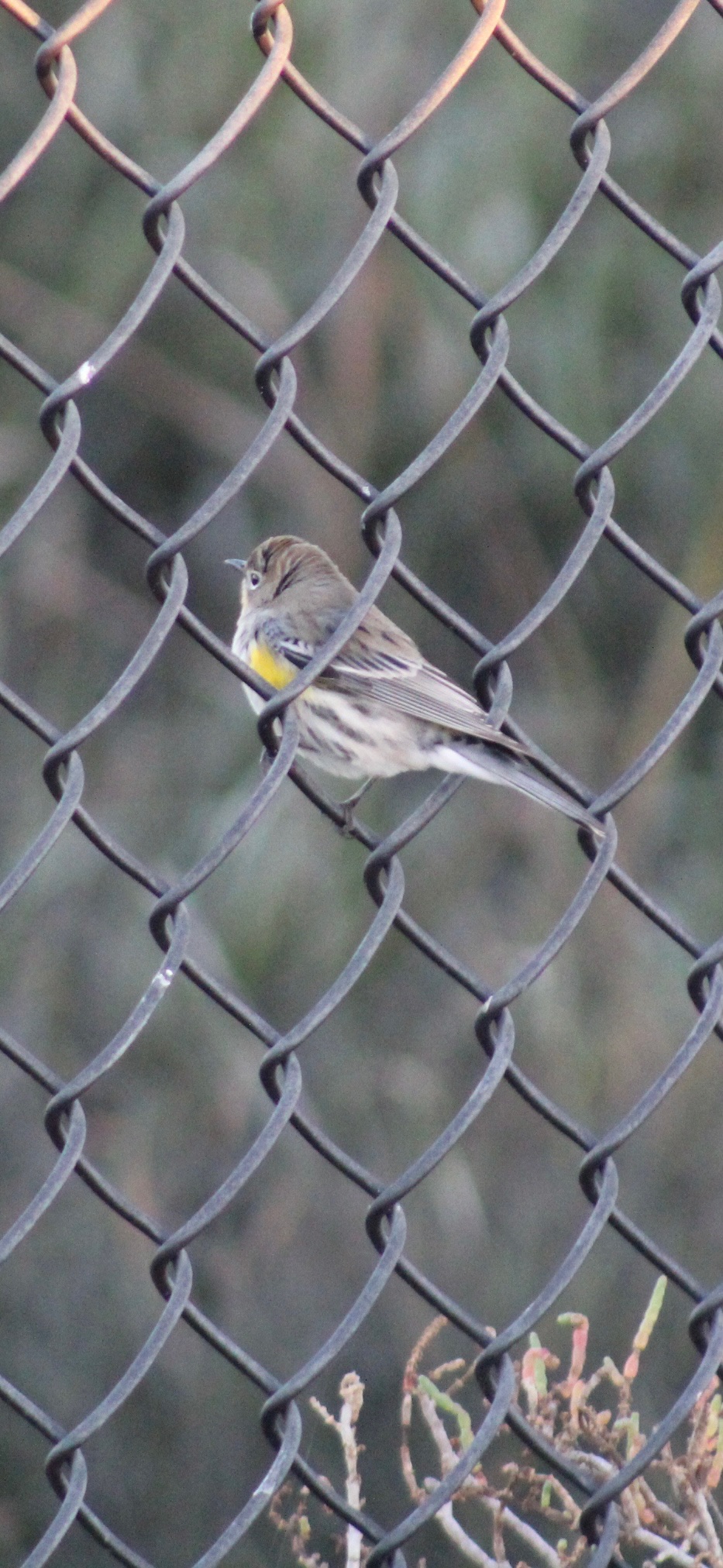 Yellow Romped Warbler