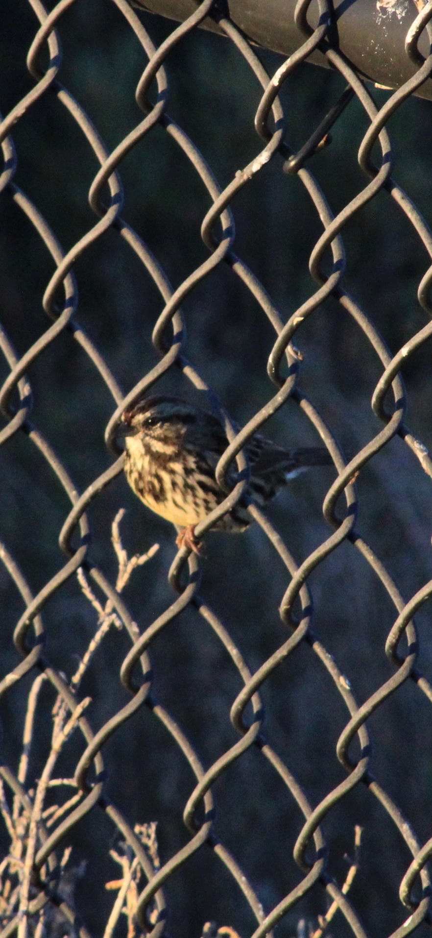 Song Sparrow