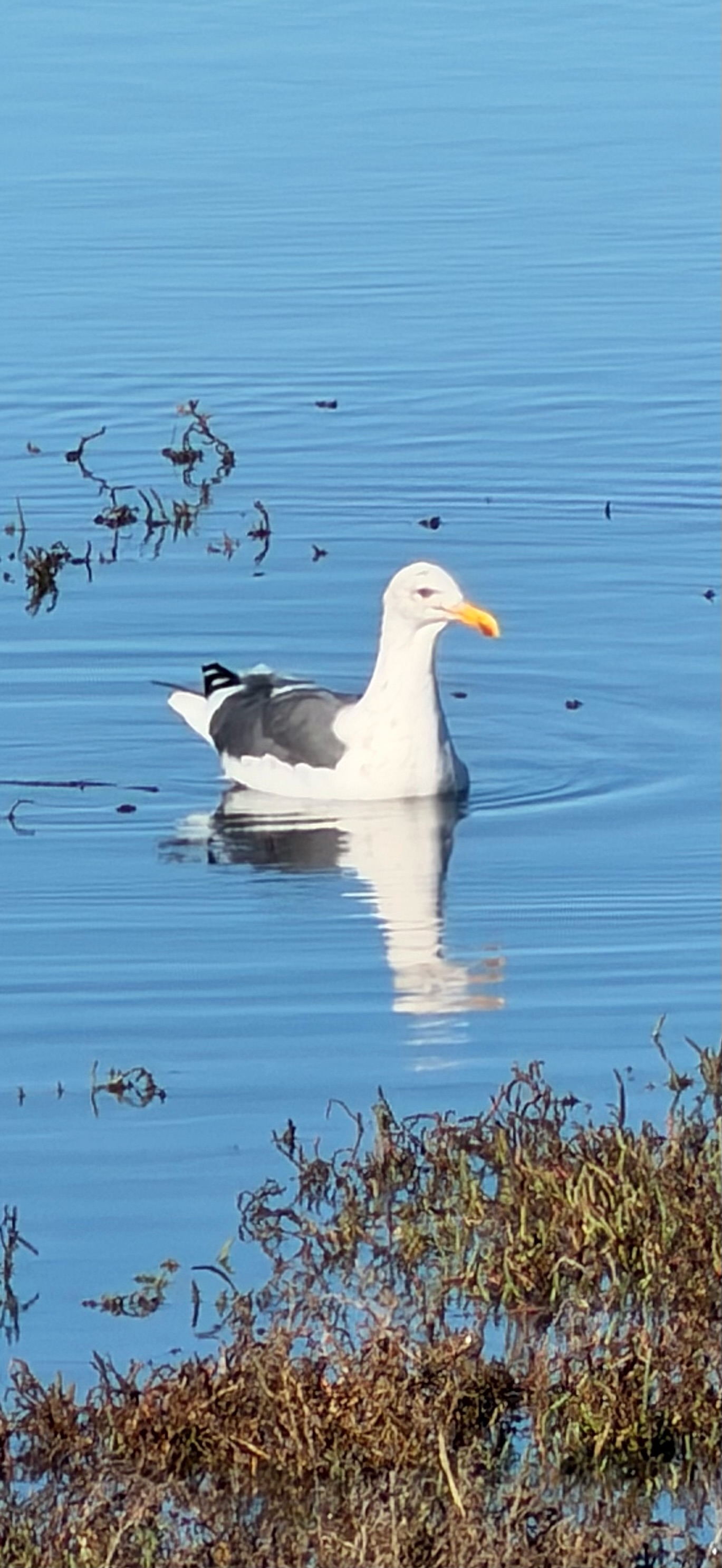 Western Gull