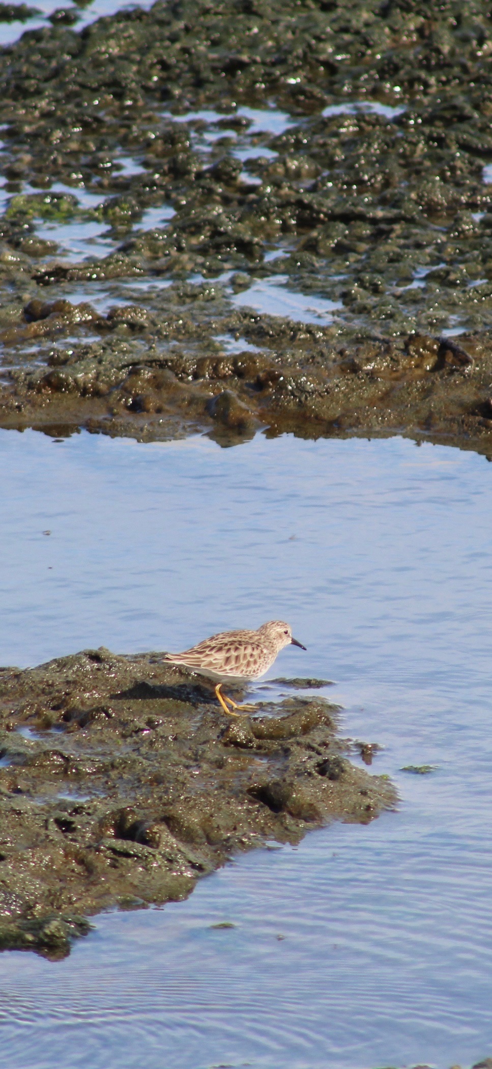 Least Sandpiper