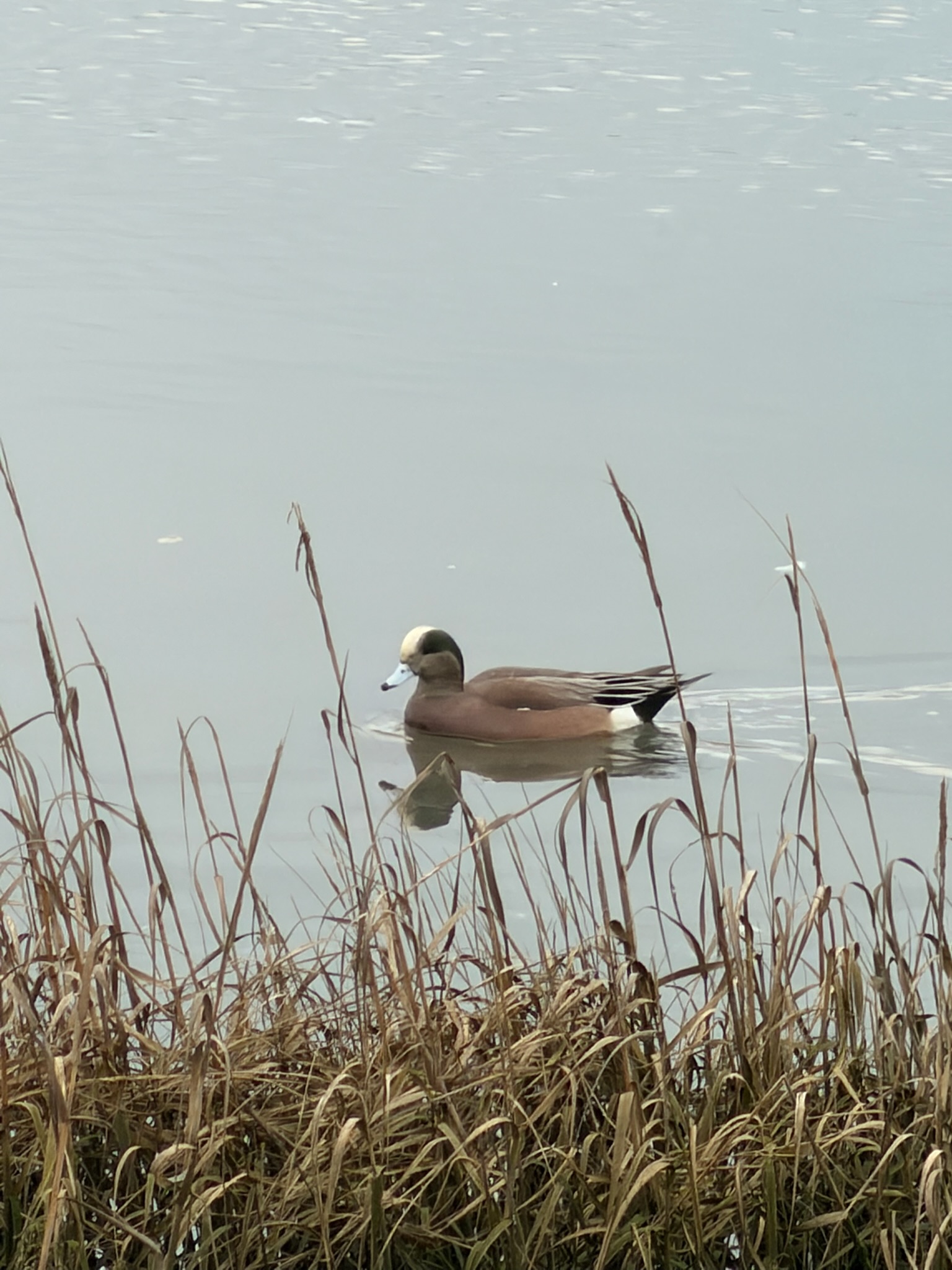 American Wigeon