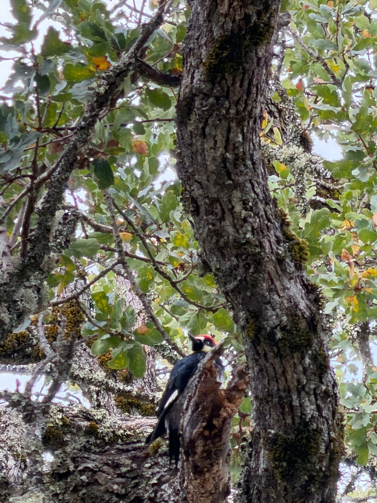 Acorn Woodpecker