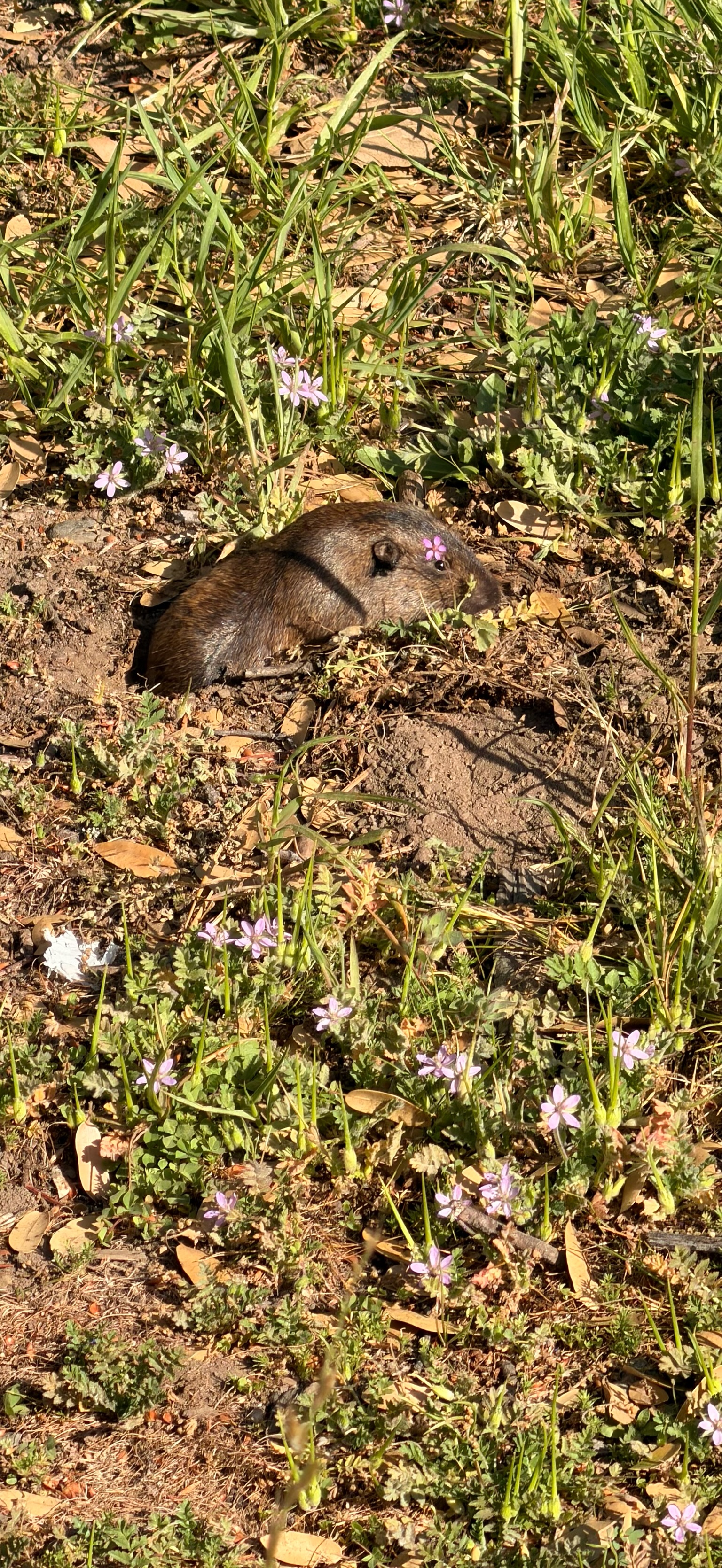 Botta s Pocket Gopher