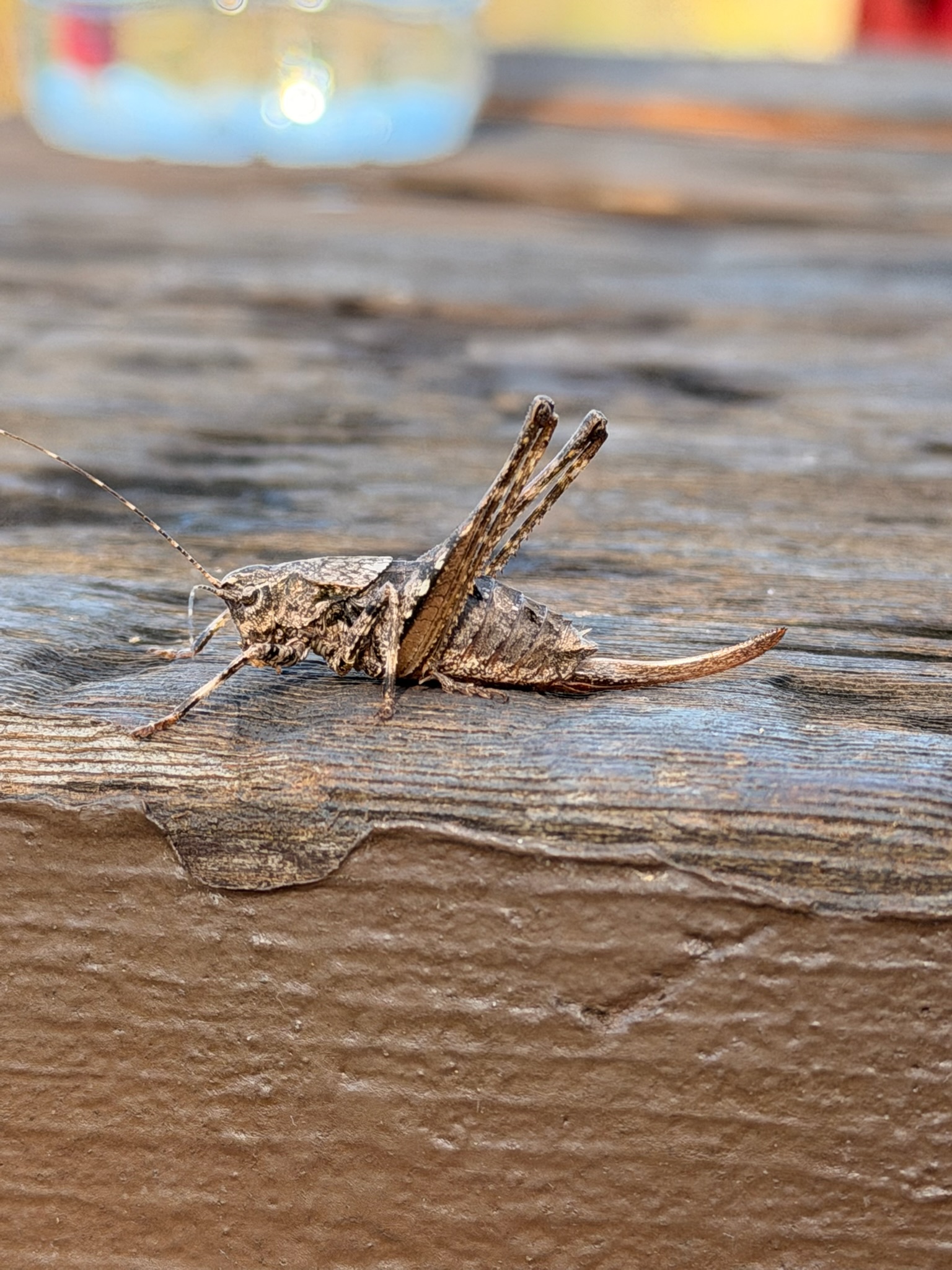 Shield backed katydid
