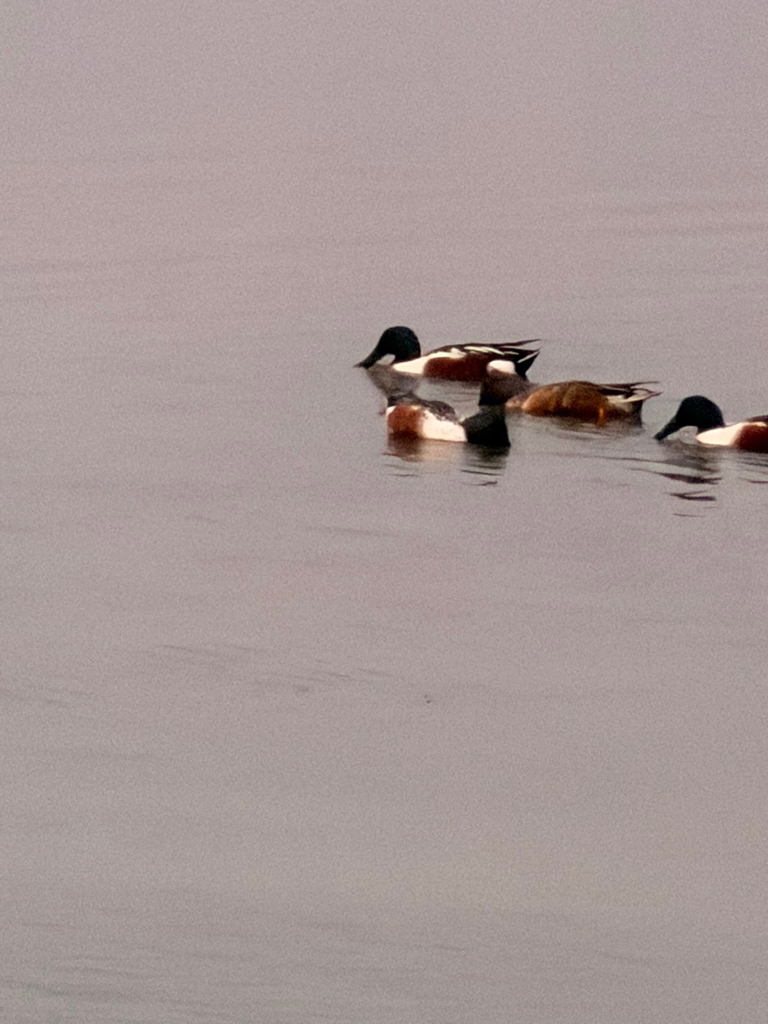 Northern Shoveler