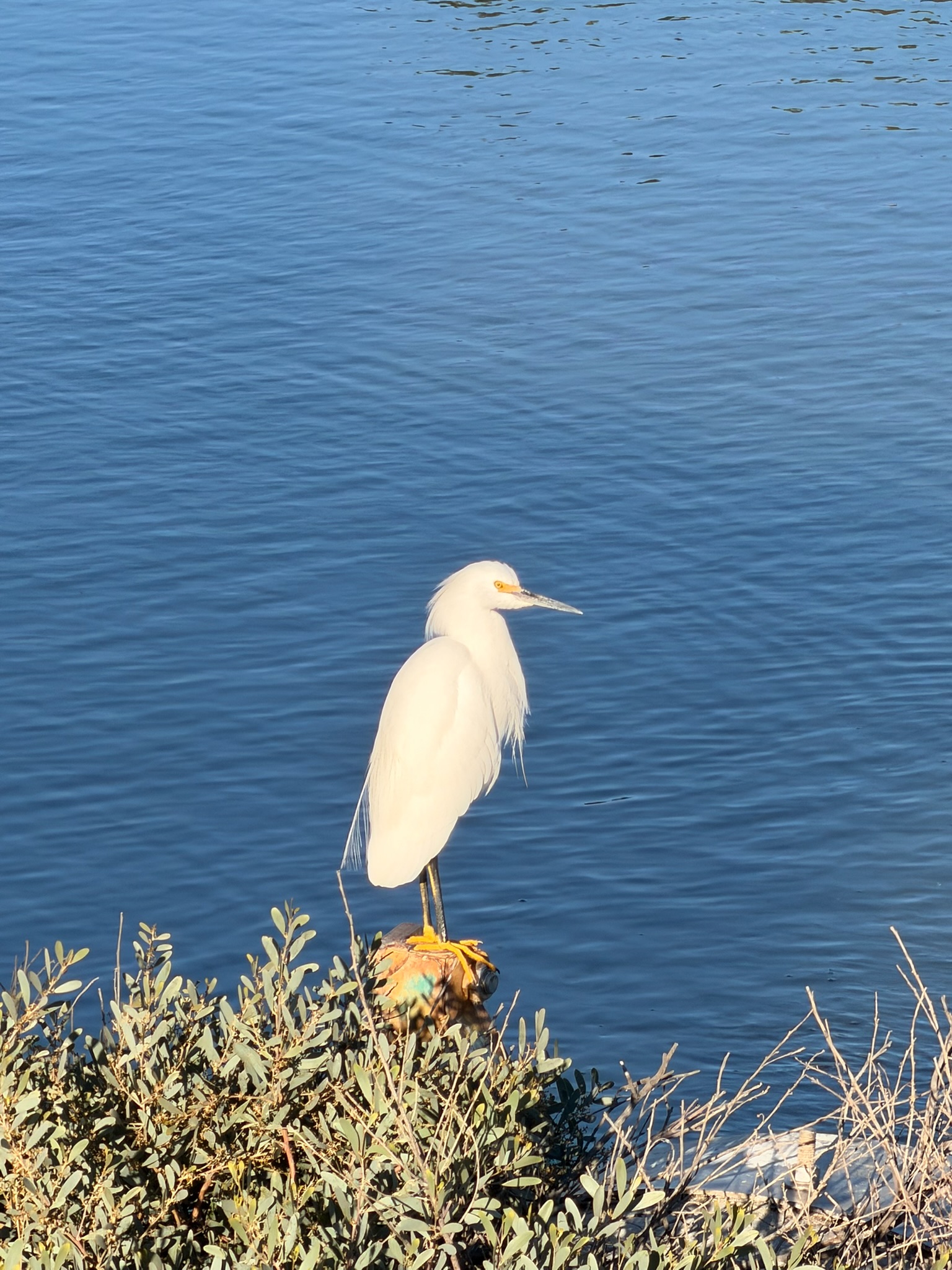 Snowy egret