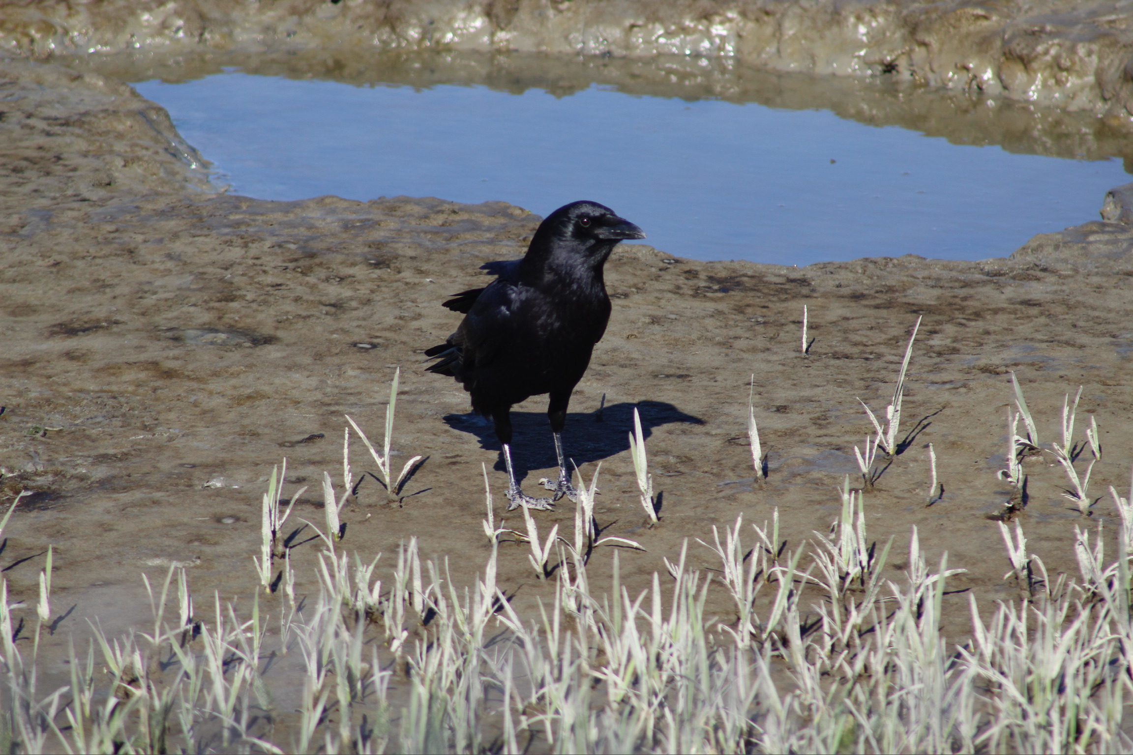 Crow