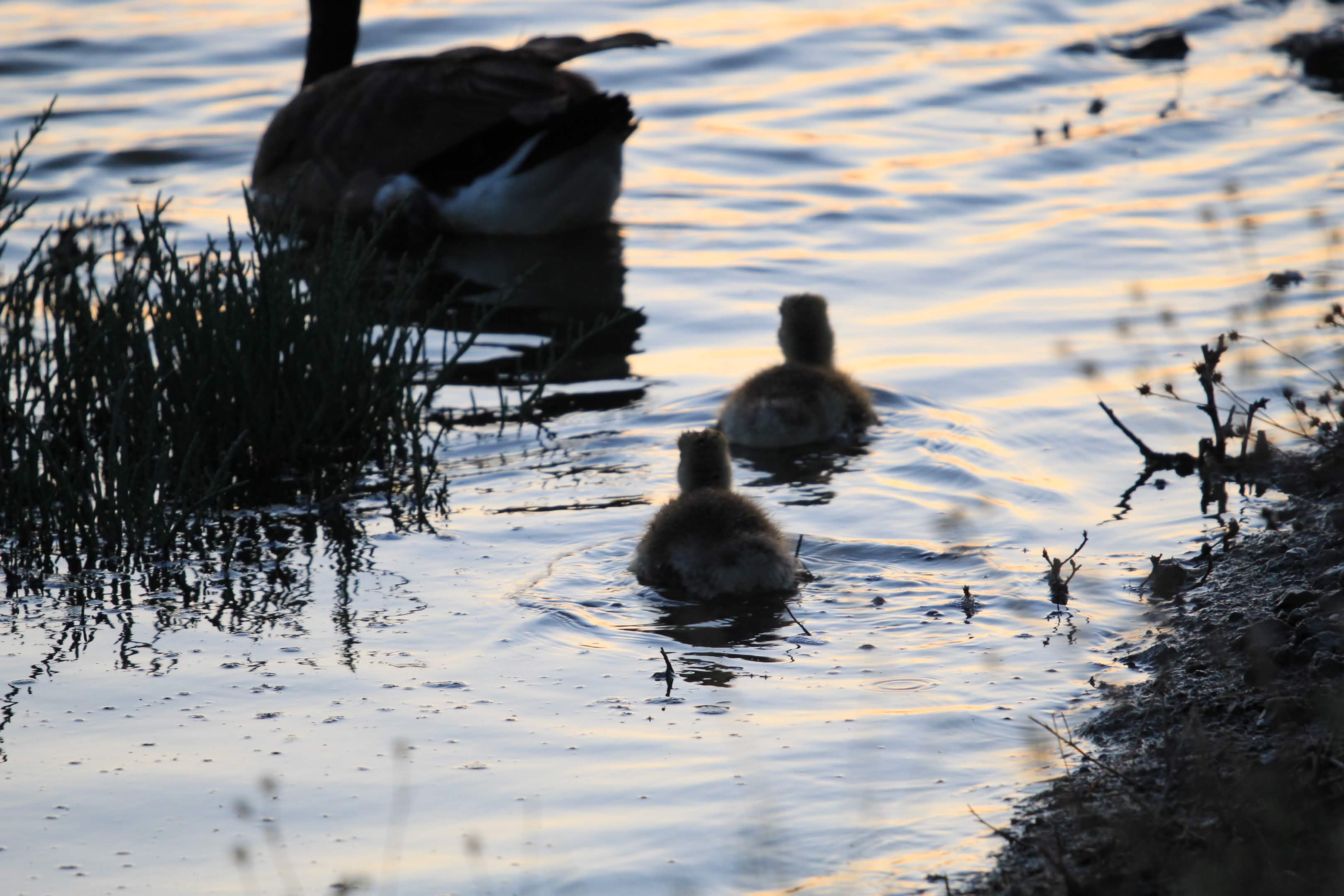 Goose and gosling at the water's edge