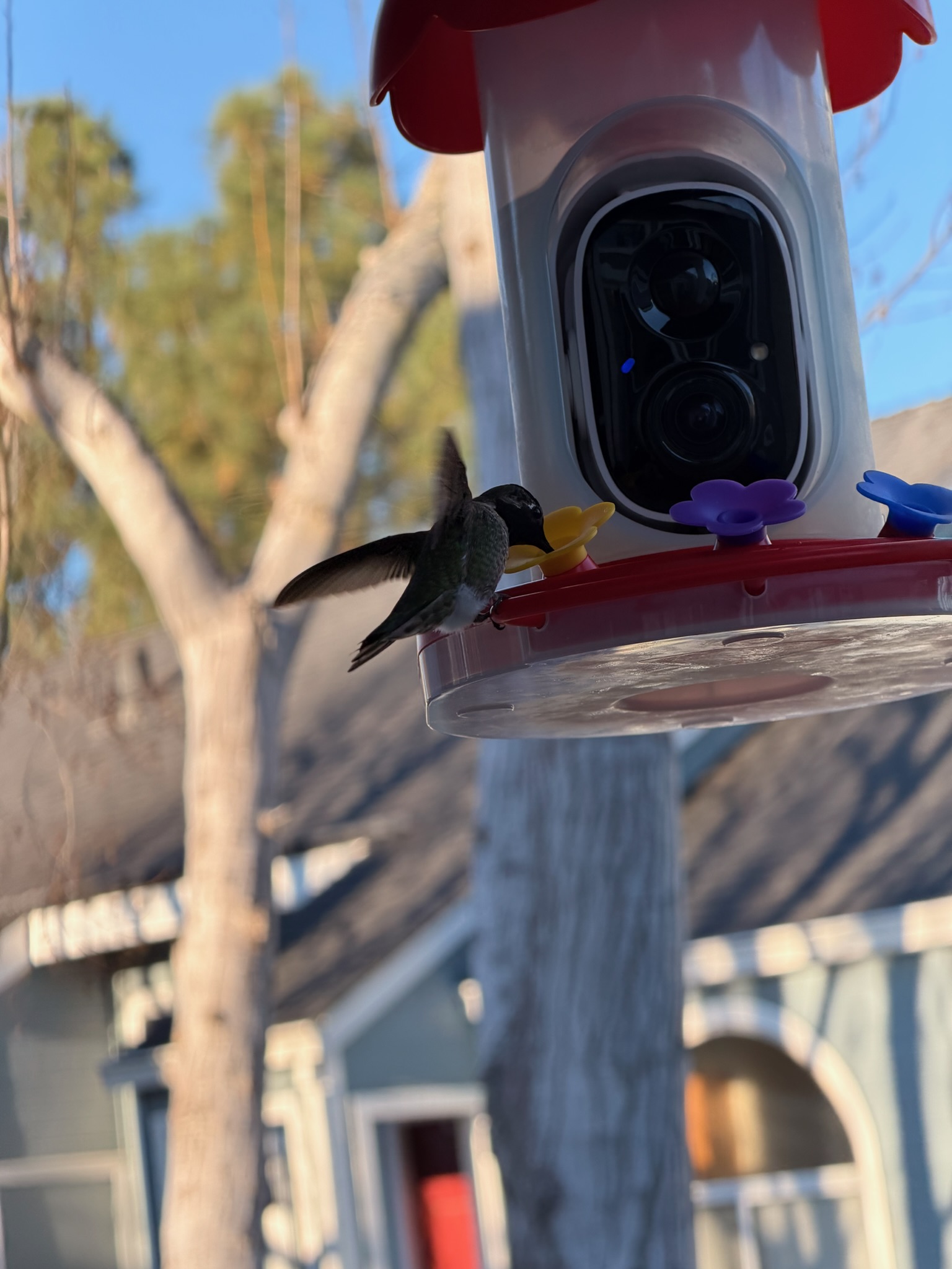 Ruby-throated Hummingbird perched