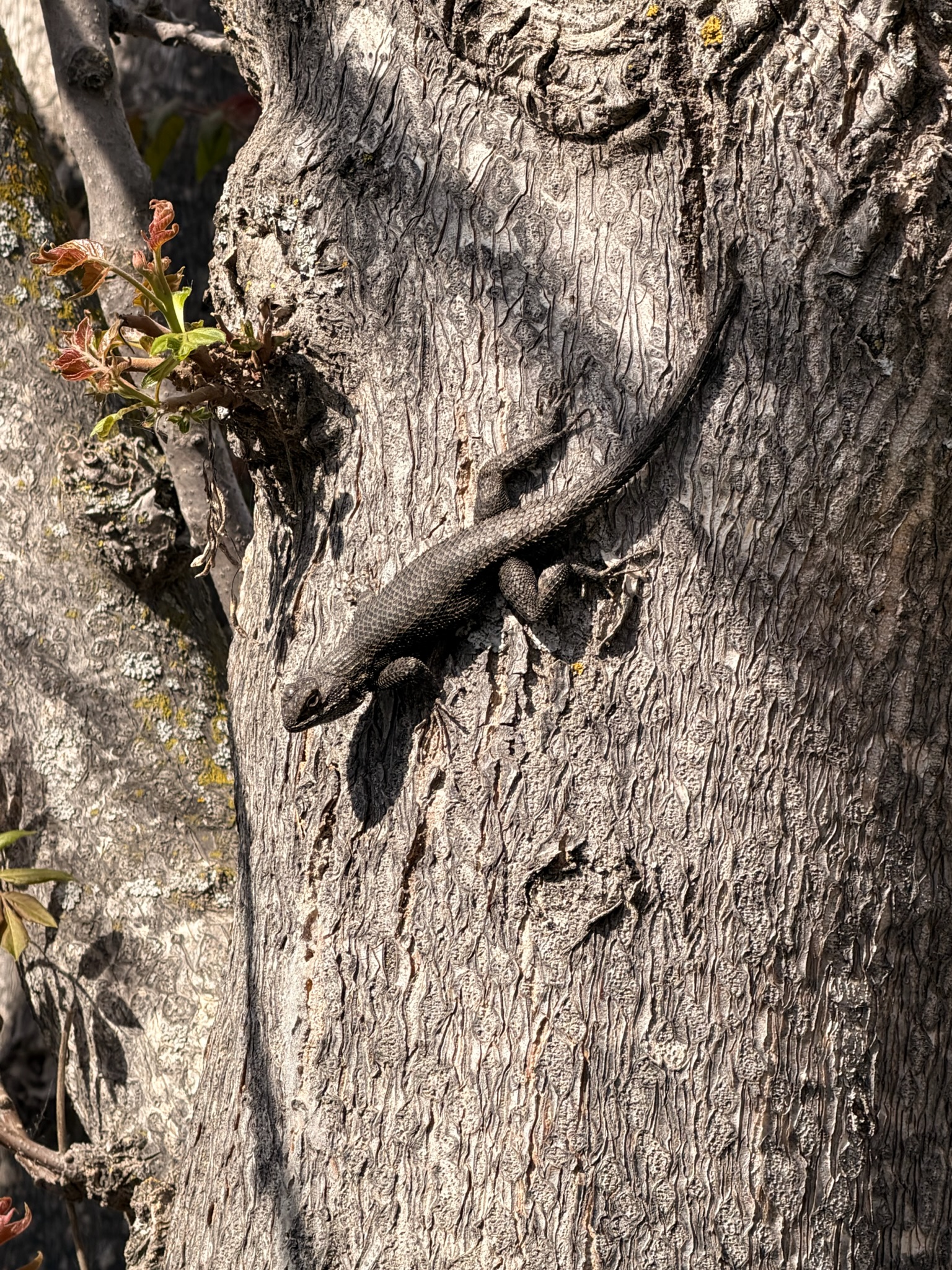 Western Fence Lizard basking on a rock