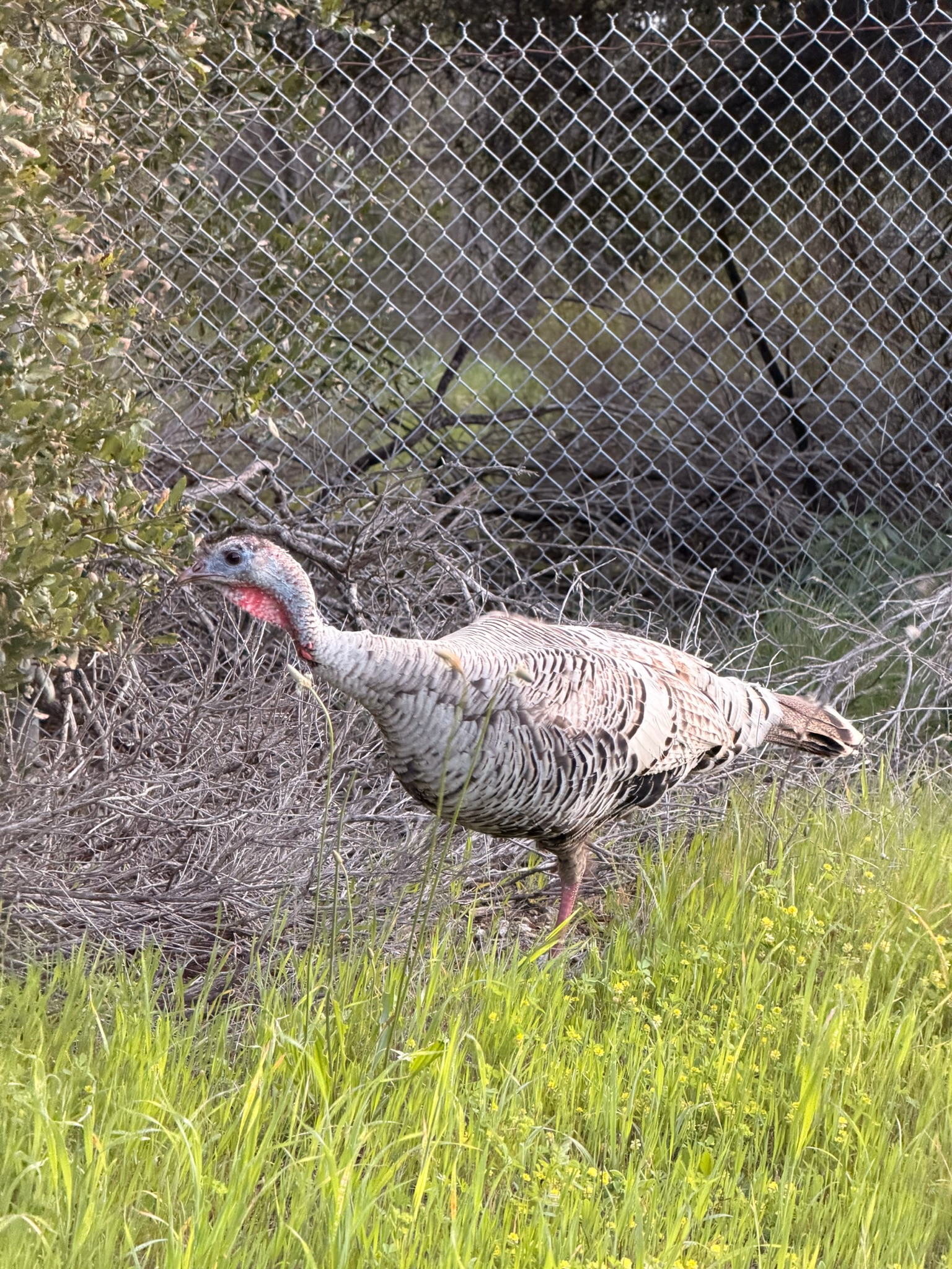 Wild Turkey